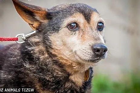 OTOZ Animals - Franek - mały staruszek ze skromną 