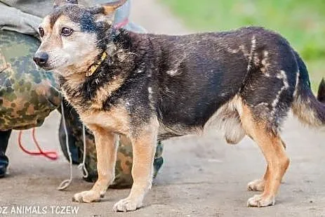 OTOZ Animals - Franek - mały staruszek ze skromną 