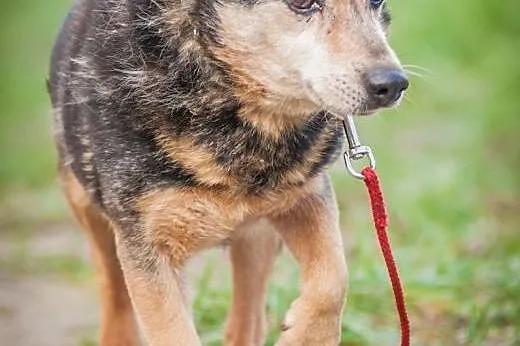 OTOZ Animals - Franek - mały staruszek ze skromną 