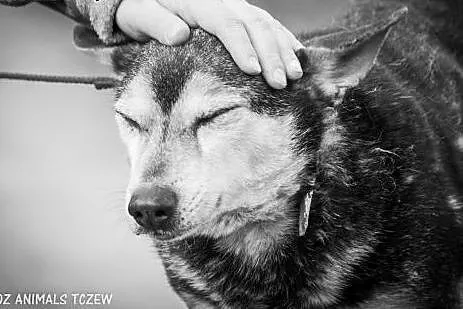 OTOZ Animals - Franek - mały staruszek ze skromną 