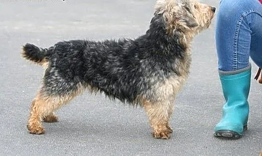 Piękny charakterny kudłaczek Fido, wielkopolskie