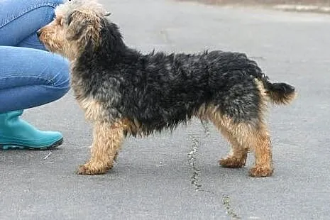 Piękny charakterny kudłaczek Fido,  wielkopolskie 