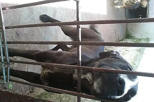 Mambo - pokaż mu, ze czlowiek może być dobry, adopcja,