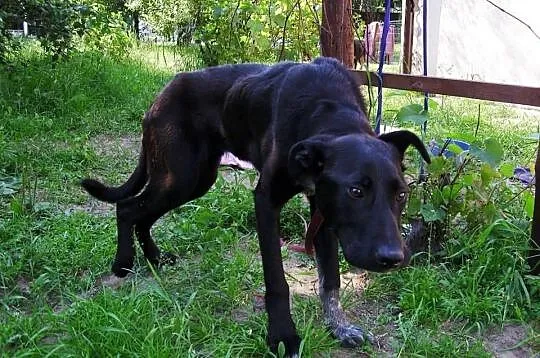 Mambo - pokaż mu, ze czlowiek może być dobry, adop