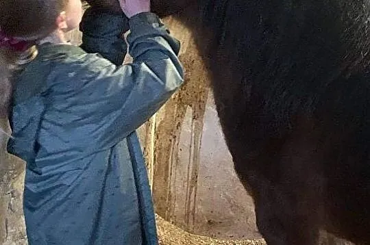 Top Walijczyk A Kuc walijski sekcji A gniady ogier z ang. licencją, , 