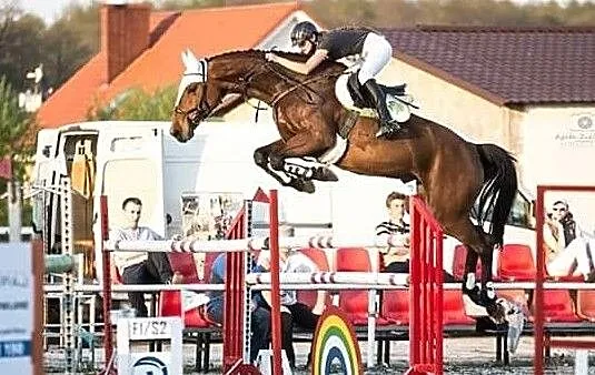 Clearway x Capitol I / Loutano x Landgraf I, , Suchy