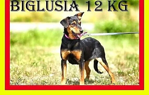 12kg,10miesięcy,wesoła,przytulaśna,suczka BIGLUSIA
