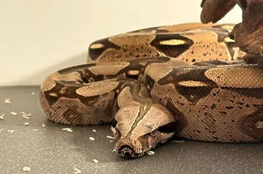 Boa Constrictor Guyana