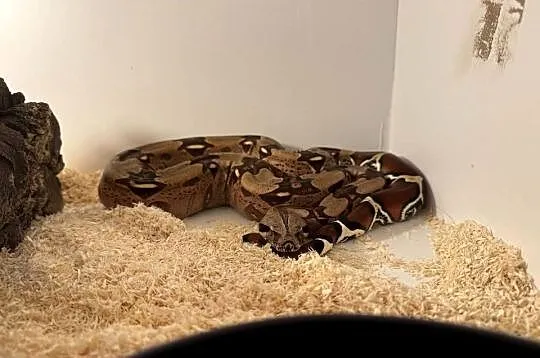 Boa Constrictor Guyana, Kujawsko-pomorskie, Bydgoszcz