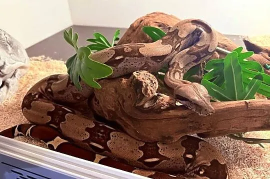Boa Constrictor Guyana, Kujawsko-pomorskie, Bydgoszcz