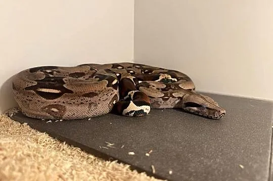 Boa Constrictor Guyana, Kujawsko-pomorskie, Bydgoszcz