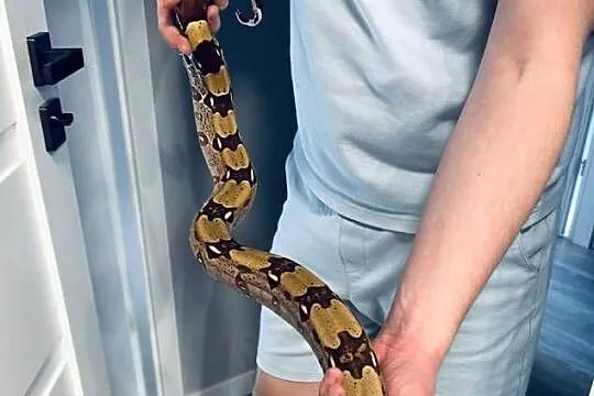 Boa Constrictor Guyana, Kujawsko-pomorskie, Bydgoszcz