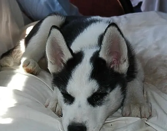 Gotowe do nowych domów szczenięta Siberian Husky