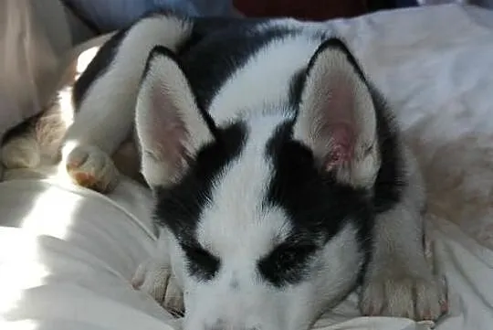 Gotowe do nowych domów szczenięta Siberian Husky