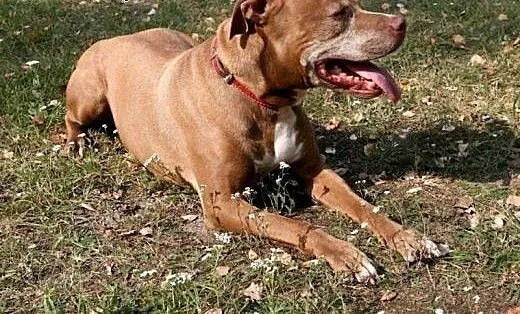 Fiodor Pit Bull Terrier red nose , mazowieckie W