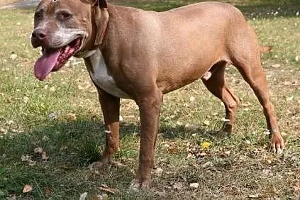 Fiodor Pit Bull Terrier red nose  ,  mazowieckie W