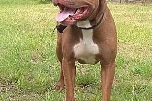 Fiodor Pit Bull Terrier red nose  ,  mazowieckie W