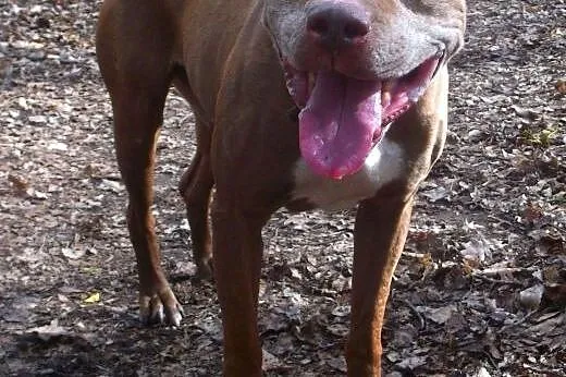 Fiodor Pit Bull Terrier red nose  ,  mazowieckie W