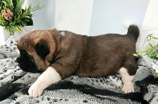 Suczka Akita Amerykańska, Dolnośląskie, Wrocław