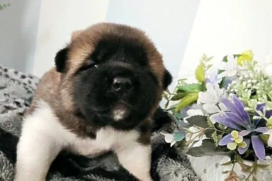 Suczka Akita Amerykańska, Dolnośląskie, Wrocław