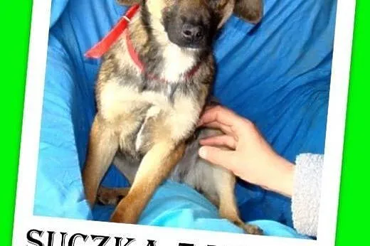 7 mies.szczeniak,suczka średnia,tulaśna,łagodna,we