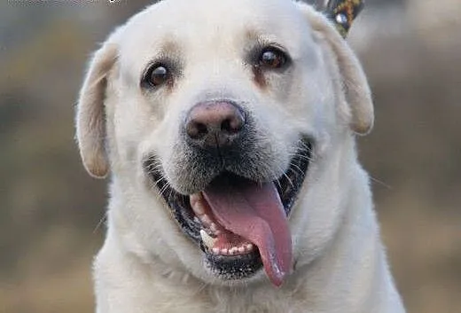 Maks :) pies, adopcja, lubuskie Gorzów Wielkopols