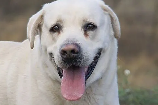 Maks :) pies, adopcja,  lubuskie Gorzów Wielkopols
