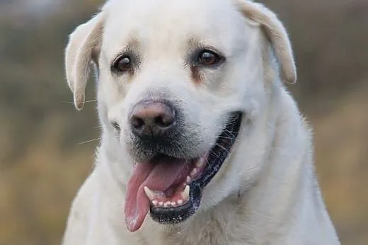 Maks :) pies, adopcja,  lubuskie Gorzów Wielkopols