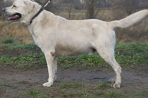 Maks :) pies, adopcja,  lubuskie Gorzów Wielkopols