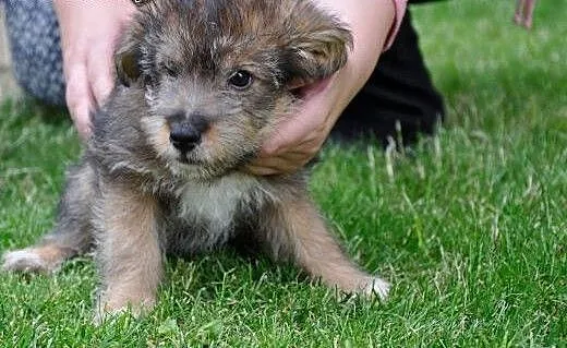 2 mies. słodziak Wilku szuka kochającego domu!, m