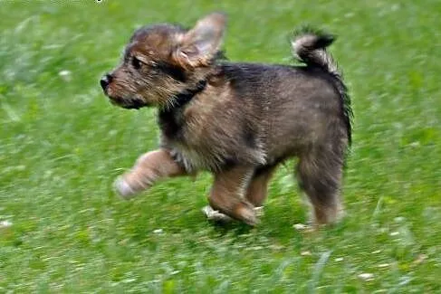 2 mies. słodziak Wilku szuka kochającego domu!,  m