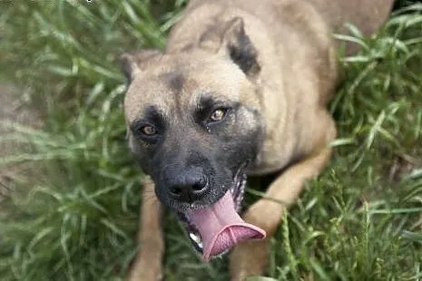 Piękna Tigra do adopcji :),  wielkopolskie Poznań