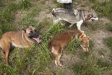 Piękna Tigra do adopcji :),  wielkopolskie Poznań