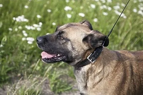Piękna Tigra do adopcji :),  wielkopolskie Poznań