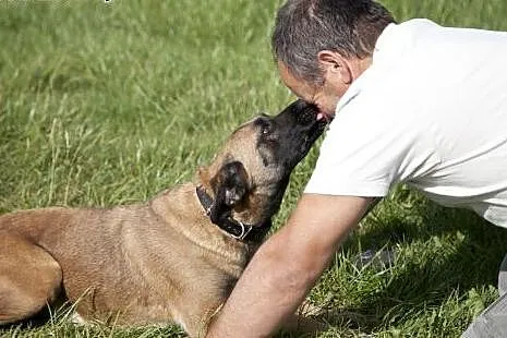 Piękna Tigra do adopcji :),  wielkopolskie Poznań