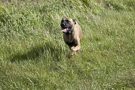 Piękna Tigra do adopcji :),  wielkopolskie Poznań