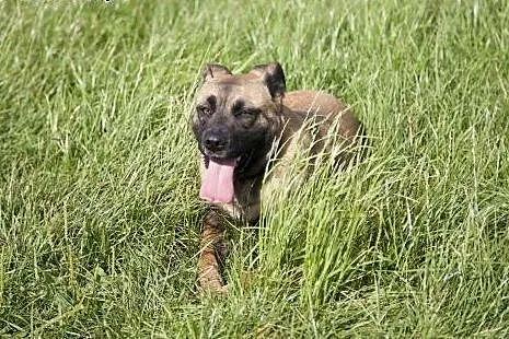 Piękna Tigra do adopcji :),  wielkopolskie Poznań