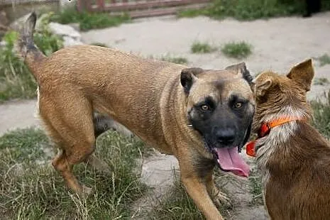 Piękna Tigra do adopcji :),  wielkopolskie Poznań