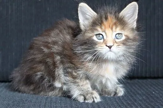 Przepiękna koteczka maine Coon po Championach,  do