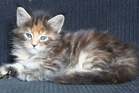 Przepiękna koteczka maine Coon po Championach,  do