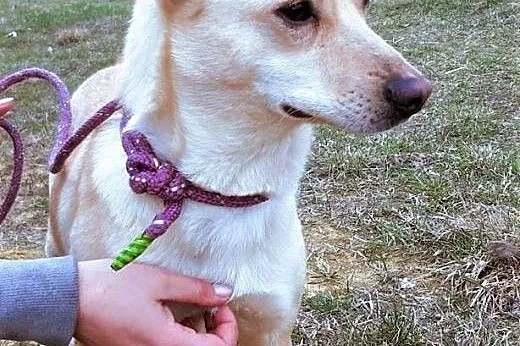 SARA - roczna, przerażona schroniskiem, nieduża sunia do adopcji; PILNE,  wielkopolskie Poznań