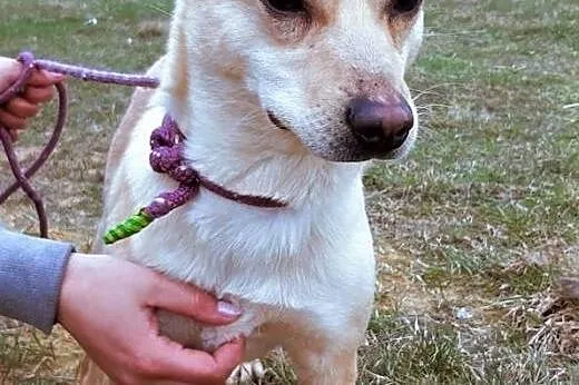 SARA - roczna, przerażona schroniskiem, nieduża sunia do adopcji; PILNE,  wielkopolskie Poznań, Wielkopolskie, Poznań
