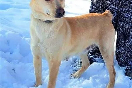 SARA - roczna, przerażona schroniskiem, nieduża sunia do adopcji; PILNE,  wielkopolskie Poznań, Wielkopolskie, Poznań