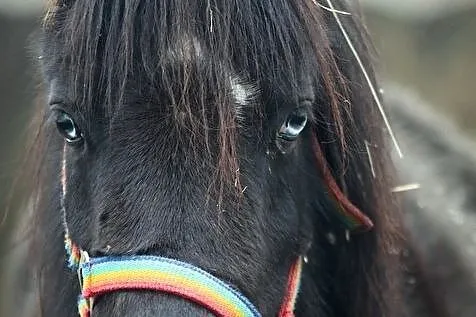 Eden 4 letni wałach, Śląskie, Będzin