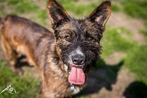 Londi- 4 letnia dama do adoptowania, śląskie Gliwice
