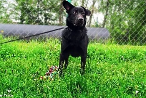 Niko - to jeszcze psie dziecko,  małopolskie Tarnó