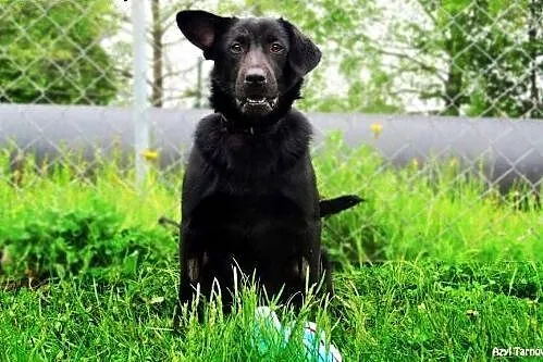 Niko - to jeszcze psie dziecko,  małopolskie Tarnó