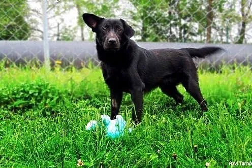 Niko - to jeszcze psie dziecko,  małopolskie Tarnó