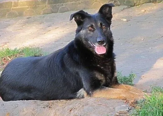 Tamira - mix owczarka do adopcji, mazowieckie War