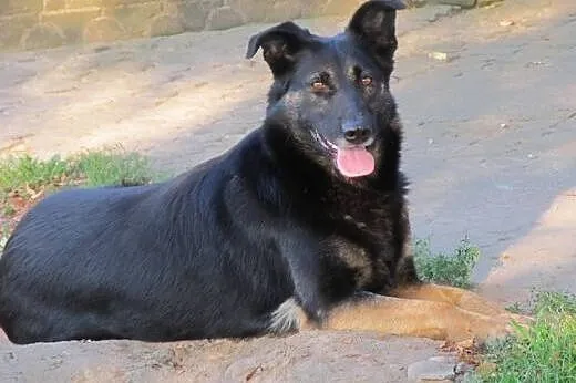 Tamira - mix owczarka do adopcji,  mazowieckie War